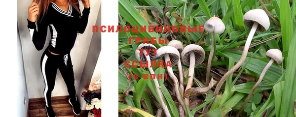 PSILOCYBIN Алзамай